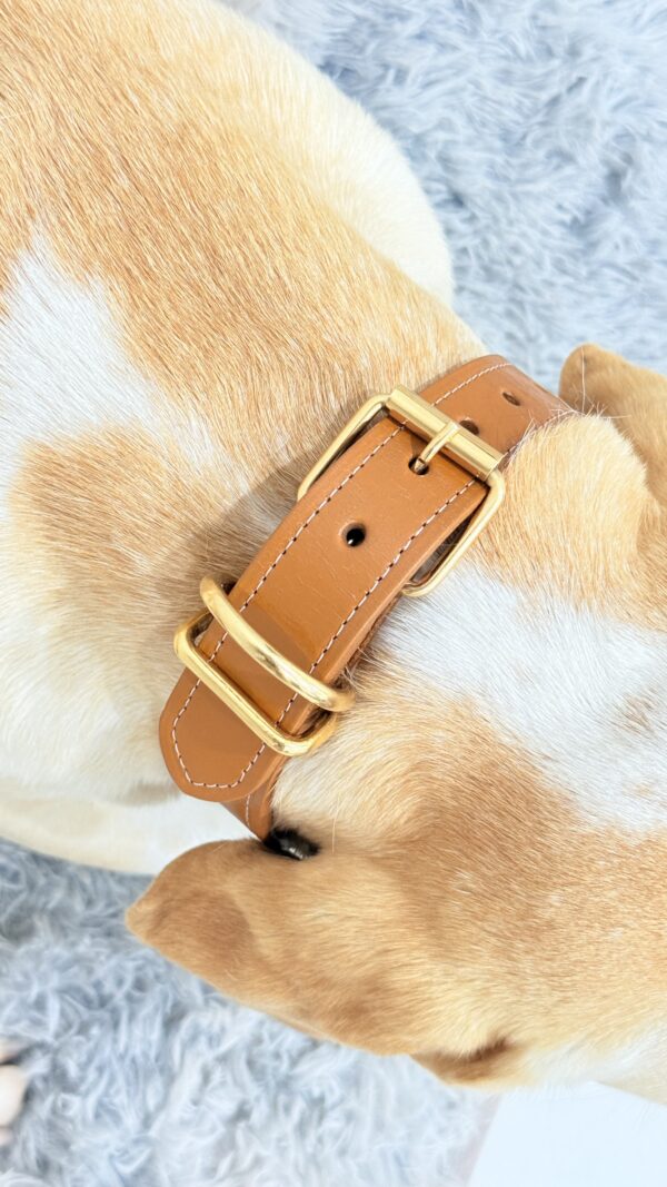 Collar premium Talla M - Miele dorato - Image 5