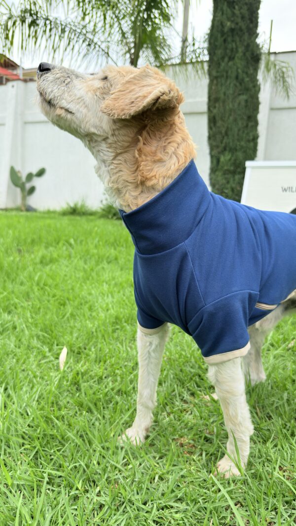 Sudadera Witoly Talla 5 - Royal Blue / Beige - Image 4